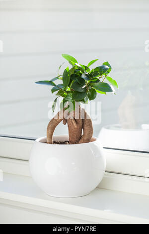 Ficus microcarpa ginseng en plante d'intérieur pot blanc Banque D'Images