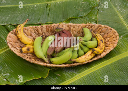 Variété de bananes sur une feuille de bananier. Trois cultures différentes d'une banane (Musa accuminata) dans une corbeille de roseau Banque D'Images