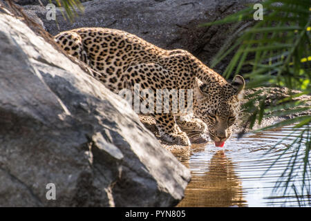 Les jeunes leopard (Panthera pardus) boire d'une piscine dans le Sabi Sands, Afrique du Sud, Kruger Banque D'Images