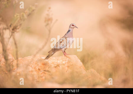 Turtle Dove tourterelle (ou européenne) (Streptopelia turtur) sur un rocher photographié en Israël en août Banque D'Images