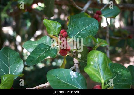 Arbre Ficus benghalensis Banque D'Images