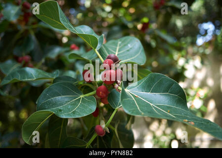 Arbre Ficus benghalensis Banque D'Images