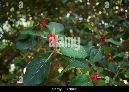 Arbre Ficus benghalensis Banque D'Images