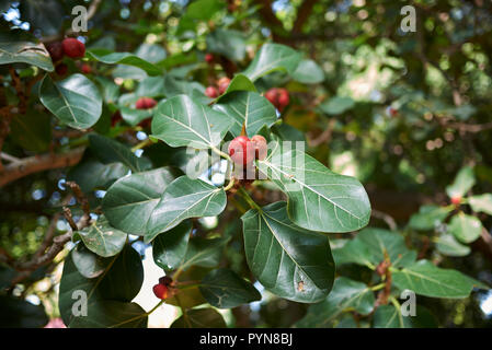 Arbre Ficus benghalensis Banque D'Images