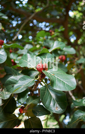 Arbre Ficus benghalensis Banque D'Images