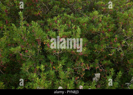 Pistacia lentiscus arbre aux fruits rouges Banque D'Images