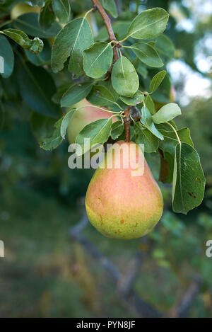 Pyrus communis branche avec poires mûres Banque D'Images