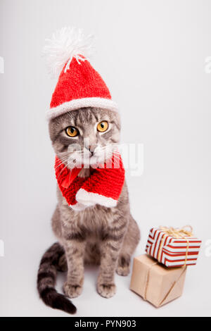 Chat tigré gris porte Santa's hat se trouve sur fond blanc, entouré de cadeaux. Noël et Nouvel an concept Banque D'Images