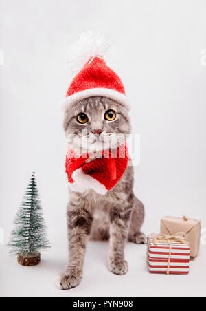 Chat tigré gris porte Santa's hat se trouve sur fond blanc, entouré de cadeaux. Noël et Nouvel an concept Banque D'Images