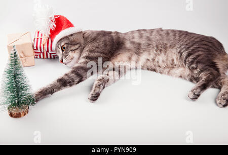 Chat tigré gris porte Santa's hat joue sur fond blanc, entouré de cadeaux. Noël et Nouvel an concept Banque D'Images