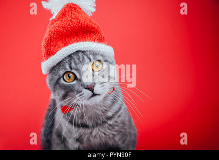 Chat tigré gris porte Santa's hat isolé sur fond rouge. Noël et Nouvel an concept Banque D'Images