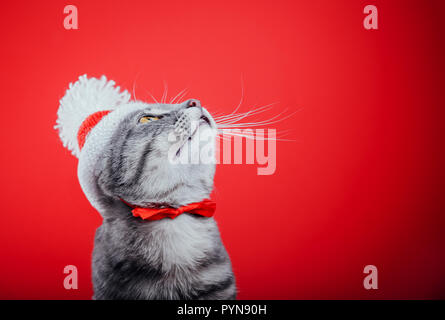 Chat tigré gris porte Santa's hat isolé sur fond rouge et recherche. Noël et Nouvel an concept Banque D'Images