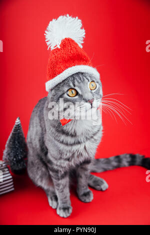 Chat tigré gris porte Santa's hat isolé sur fond rouge. Noël et Nouvel an concept Banque D'Images