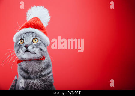 Chat tigré gris porte Santa's hat isolé sur fond rouge. Noël et Nouvel an concept Banque D'Images