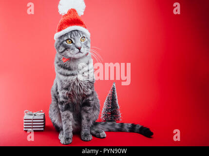 Chat tigré gris porte Santa's hat isolé sur fond rouge. Noël et Nouvel an concept Banque D'Images