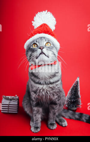 Chat tigré gris porte Santa's hat isolé sur fond rouge. Noël et Nouvel an concept Banque D'Images