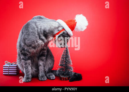 Chat tigré gris porte Santa's hat isolé sur fond rouge. Noël et Nouvel an concept Banque D'Images