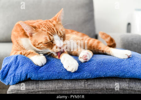 Un beau chat roux allongé et se laver à la maison. Banque D'Images