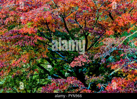 Un arbre d'érable rouge en automne à Wakehurst Place, un jardin botanique sauvage dans le comté de Sussex, Angleterre. Banque D'Images