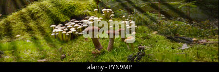 Forêt champignons recueillir boletus chanterelle magique moss Banque D'Images