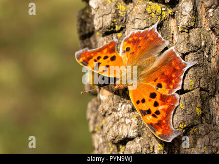 Vue dorsale d'un beau point d'interrogation orange butterfly reposant sur un tronc d'arbre au soleil d'automne Banque D'Images