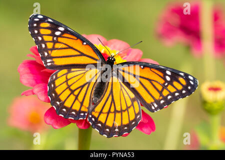 Vice-roi magnifique papillon sur un chaud rose Zinnia fleur dans un jardin d'automne Banque D'Images