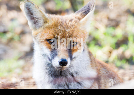 Alberese (GR), l'Italie, fox close up dans le parc de la Maremme, Toscane, Italie Banque D'Images