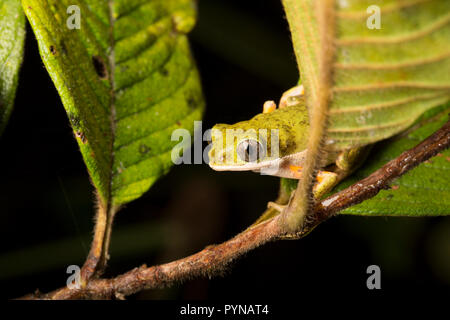 Une grenouille d'arbre photographié dans les jungles du Suriname près de la réserve naturelle sur l'Raleighvallen Coppename River. Le Suriname est noté pour sa pluie préservée Banque D'Images