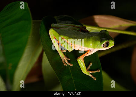 Une grenouille d'arbre photographié dans les jungles du Suriname près de Bakhuis. Le Suriname est connu pour ses forêts tropicales et la biodiversité préservée avec une gamme énorme o Banque D'Images