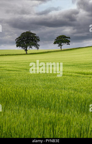 Sombres nuages sur le domaine de la récolte de blé vert vert avec deux arbres sur la route B6460 près de Scottish Borders Duns Ecosse UK Banque D'Images