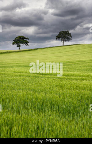 Sombres nuages sur le domaine de la récolte de blé vert avec deux arbres sur la route B6460 près de Scottish Borders Duns Ecosse UK Banque D'Images