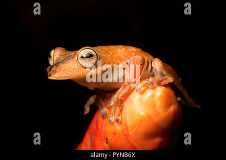 Une grenouille d'arbre photographié dans les jungles du Suriname près de Bakhuis. Le Suriname est connu pour ses forêts tropicales et la biodiversité préservée avec une gamme énorme o Banque D'Images