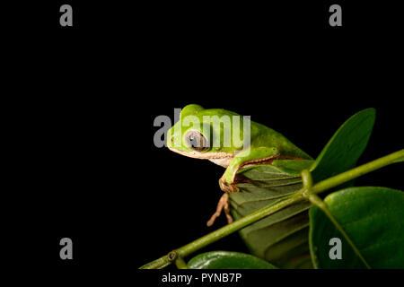 Une grenouille d'arbre photographié dans les jungles du Suriname près de Bakhuis. Le Suriname est connu pour ses forêts tropicales et la biodiversité préservée avec une gamme énorme o Banque D'Images