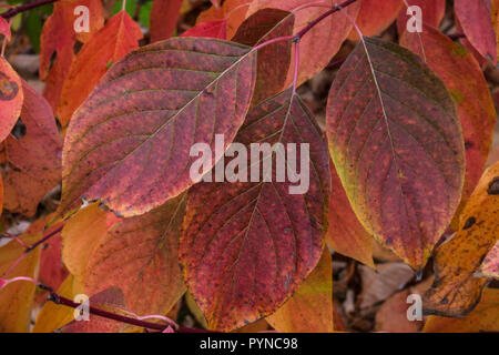 Le cornouiller de Tartarie, Cornus alba 'Sibirica', les feuilles d'automne Banque D'Images