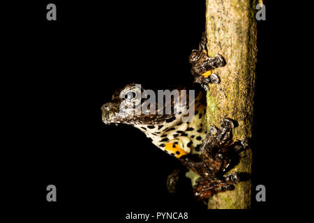 Une grenouille d'arbre photographié dans les jungles du Suriname près de Bakhuis. Le Suriname est connu pour ses forêts tropicales et la biodiversité préservée avec une gamme énorme o Banque D'Images