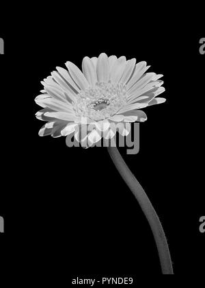 Un portrait d'un Gerbera Daisy (Gerbera jamesonii) et sa tige prises en noir et blanc avec un fond noir Banque D'Images