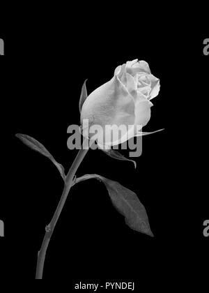 Un portrait d'une rose avec sa tige et feuilles prises en noir et blanc avec un fond noir Banque D'Images