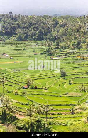 Les champs de riz avec peu de chalets sur l'île de Bali, Indonésie Banque D'Images