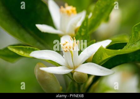 Arbre orange blossom sur un jour de pluie Banque D'Images