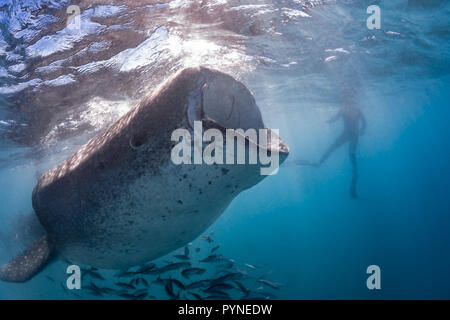 Requin-baleine (Rhincodon typus) à se nourrir dans la baie de La Paz, Baja California Sur, Mexique Banque D'Images