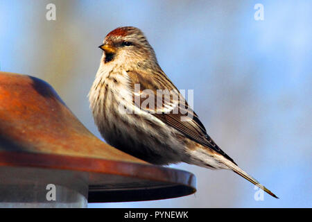 Sizerin flammé (Acanthis flammea) encore répandue et abondante dans les bouleaux, les taillis, les broussailles et les mauvaises herbes d'hiver,. Banque D'Images