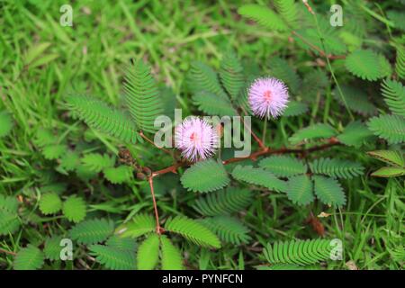 Fleur de Mimosa pudica plante timide Banque D'Images
