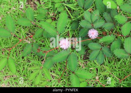 Fleur de Mimosa pudica plante timide Banque D'Images