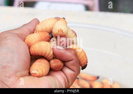 Coléoptère de sagou ou palm ver rouge charançon Rhynchophorus motion dans la main (ferrugineus) larve d'aliments populaires du sud de la Thaïlande Banque D'Images
