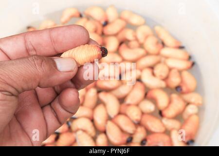 Coléoptère de sagou ou palm ver rouge charançon Rhynchophorus motion dans la main (ferrugineus) larve d'aliments populaires du sud de la Thaïlande Banque D'Images