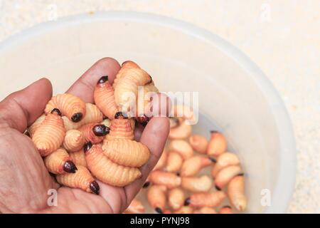 Coléoptère de sagou ou palm ver rouge charançon Rhynchophorus motion dans la main (ferrugineus) larve d'aliments populaires du sud de la Thaïlande Banque D'Images