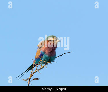 Vue latérale du lilas colorés-breasted Roller Coracias caudatus dans Kruger National Park Afrique du Sud perching on branch dans la lumière du soleil du matin avec ruffle Banque D'Images