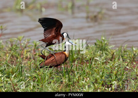 Jacana à poitrine Banque D'Images