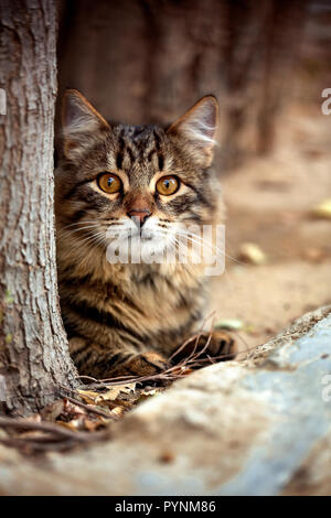 Belle, rayé Cat se cache derrière un arbre à l'extérieur de la chambre et est attentif à l'appareil photo. Banque D'Images