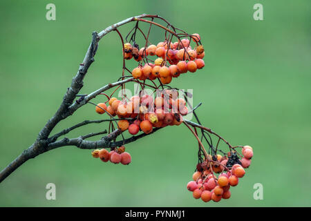 Rowan, Sorbus 'Orange' berries préférés Banque D'Images